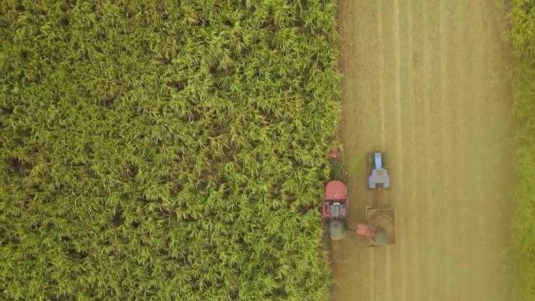 renewable electricity produced from sugar cane