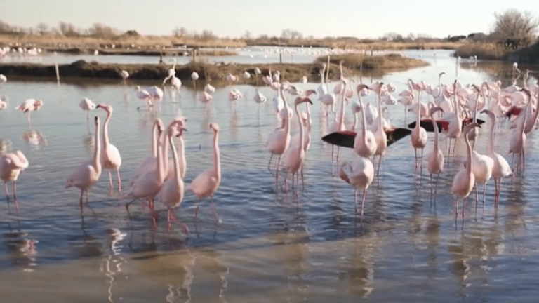 researchers offer to sponsor pink flamingos