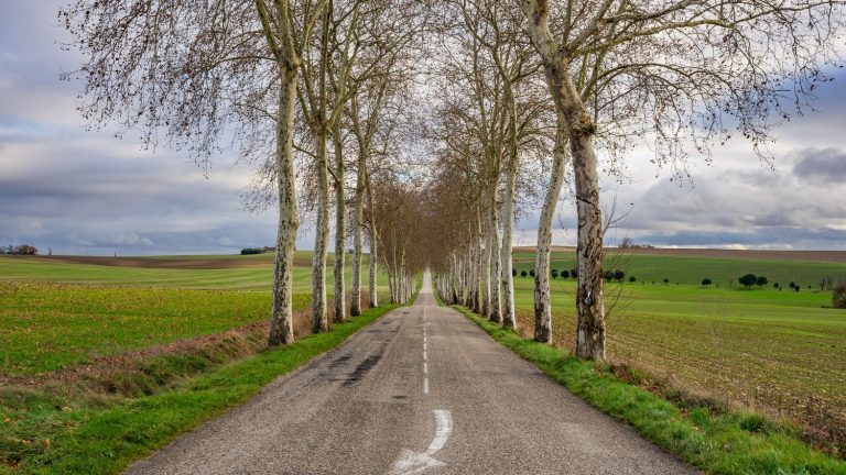 several associations protest against a “massive” felling of trees along the roadsides