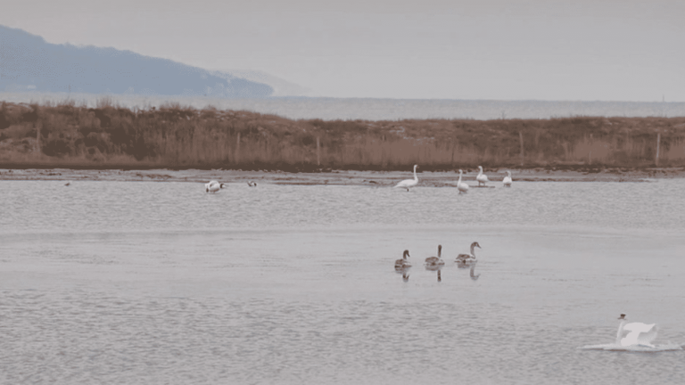 the Seine estuary, the largest nature reserve in the region