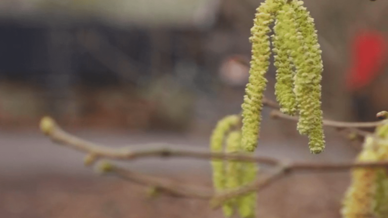 the premature return of pollen and allergies