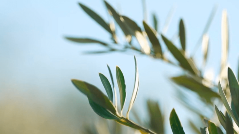 the price of olive oil soars due to drought