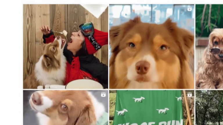 the success of pet influencers