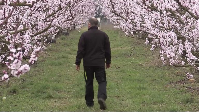 too early sweetness worries arborists