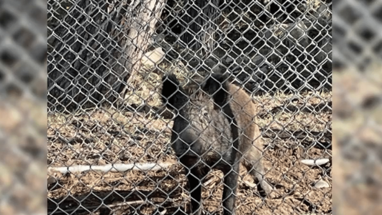 traps installed to deal with the proliferation of wild boars