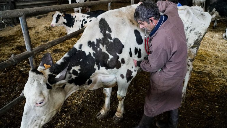 we followed Stéphane Dilé, country veterinarian “above all out of love for humans”