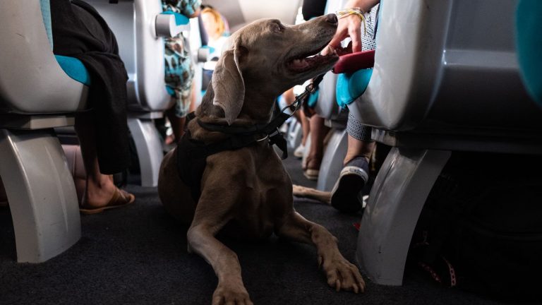 what are the conditions for traveling by train with your pet?