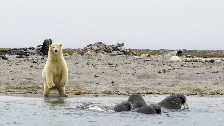 what threats still weigh on the polar bear?