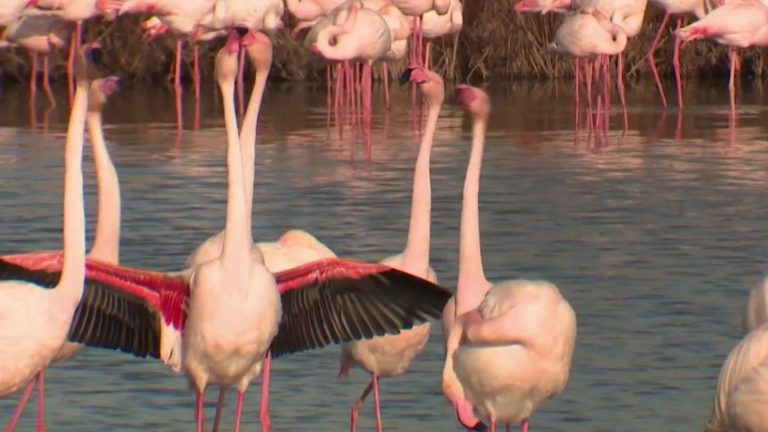 when flamingos see life in pink