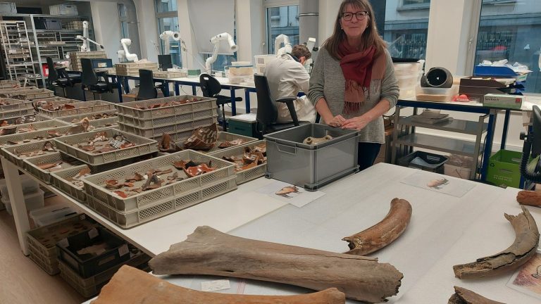 workers discover mammoth bones on the Brussels metro construction site