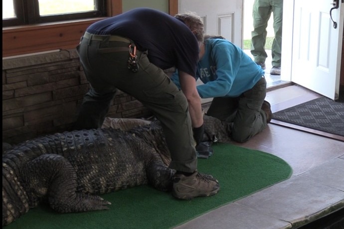 12-foot alligator seized from New York home swimming pool