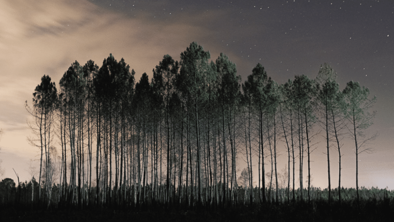 18 months after the devastating fires in Gironde, a collective of photographers documents nature burned alive