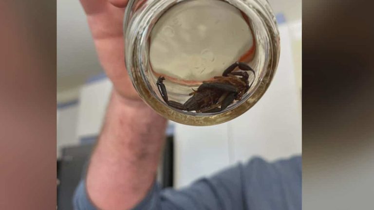 A Laval resident stung by a scorpion hidden in his Costco bananas