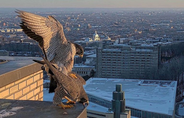 A pair of peregrine falcons during the breeding season at UdeM