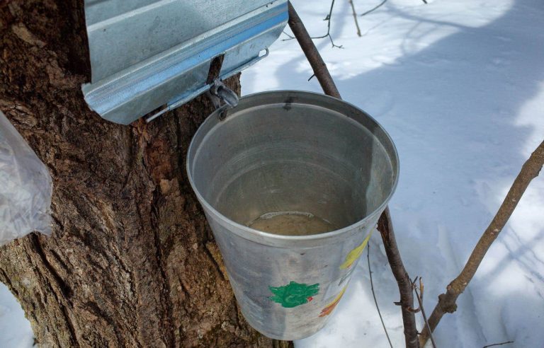 An early season for maple syrup