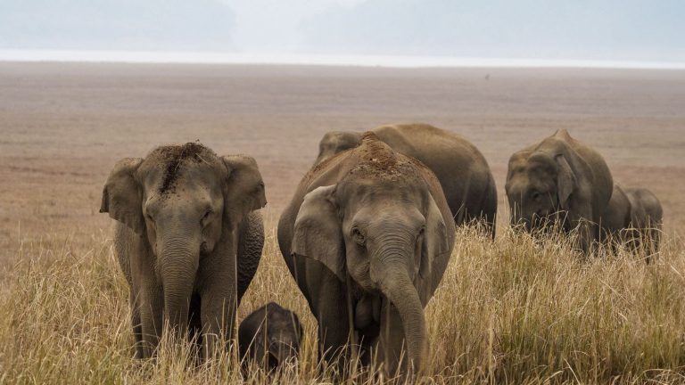 Asian elephants bury and mourn their dead babies, study says