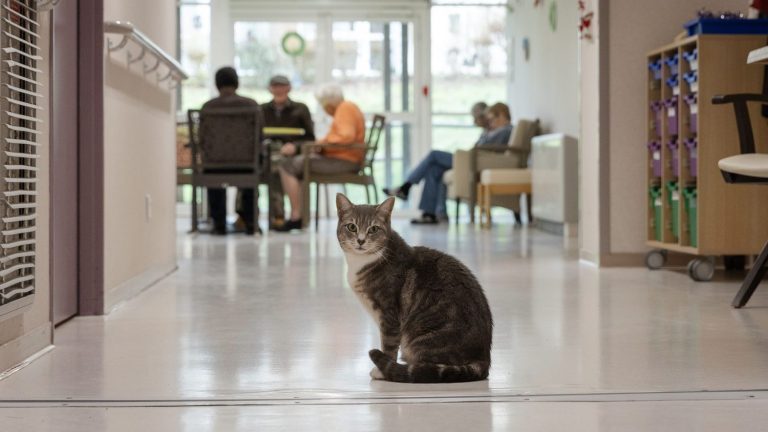 Authorizing pets in nursing homes, “it’s a health issue”, assures LR MP Philippe Juvin