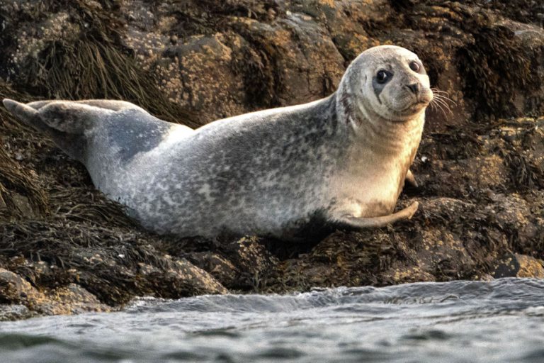 Avian flu decimates seal colonies