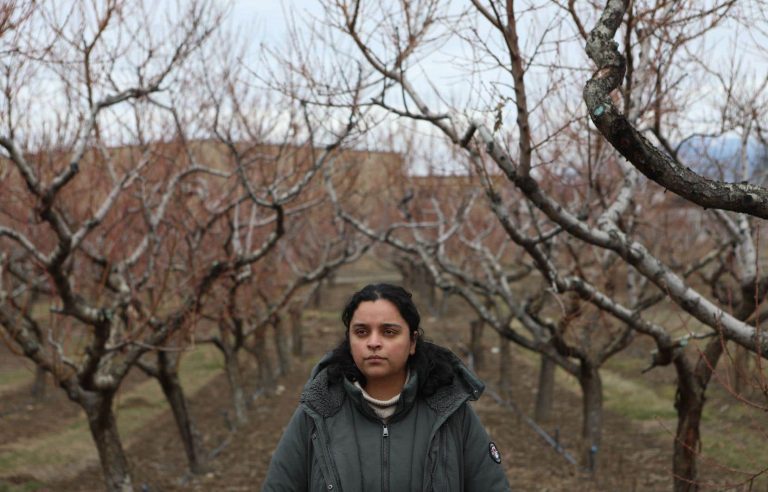 BC farmers expect 90% stone fruit losses