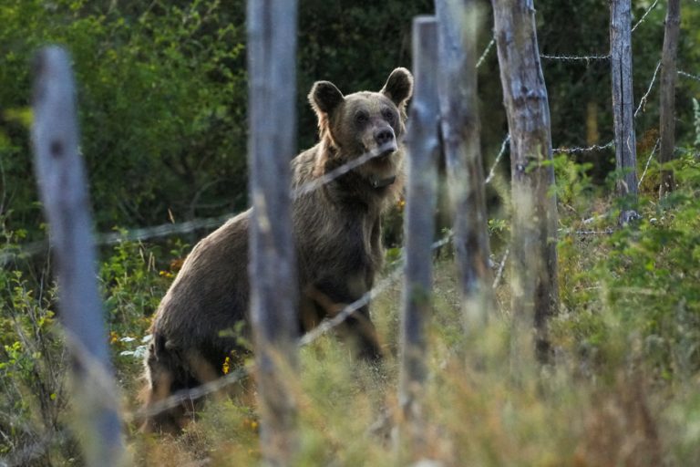 Bear that injured five people shot dead in Slovakia