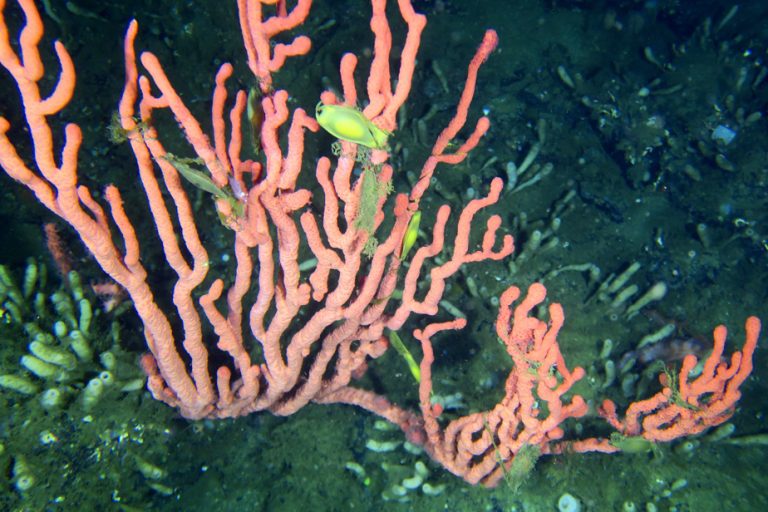 British Columbia |  Discovery of the only known living coral reef in Canada