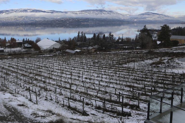 British Columbia |  Vineyards determined to rebuild after the bad weather of recent years