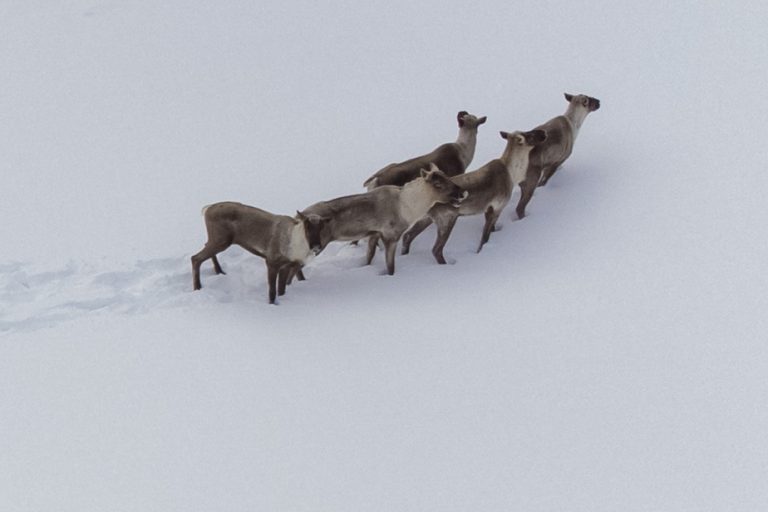 Caribou protection |  Quebec must present a plan by May 1, threatens Ottawa