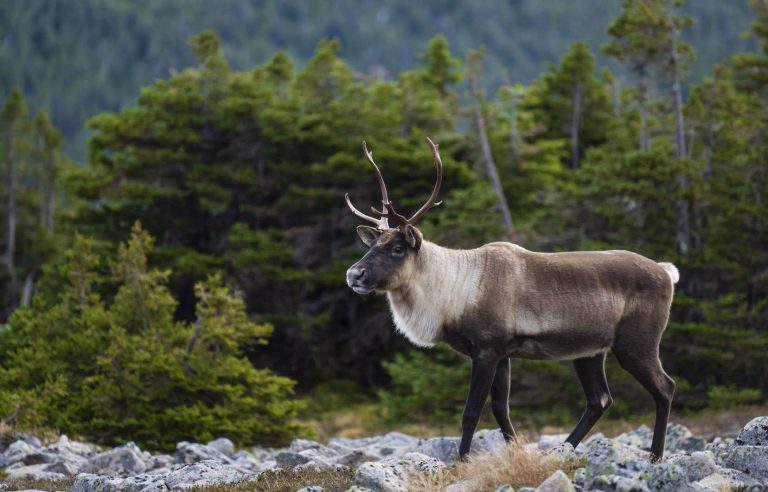 Charette cannot give a “precise timetable” on the caribou protection plan