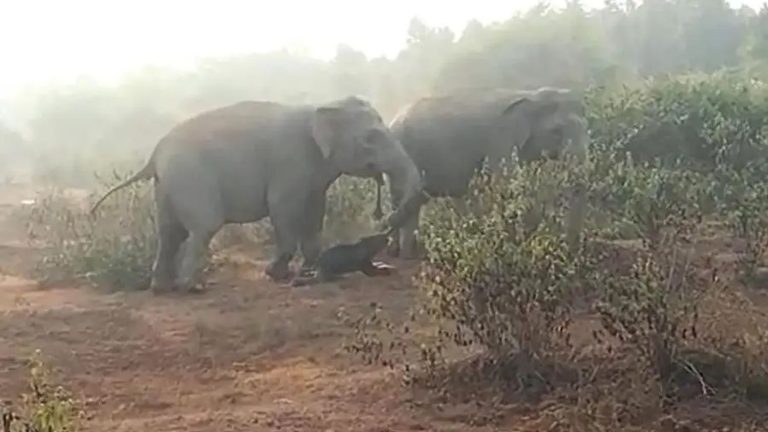 Elephants were seen burying their dead for the first time