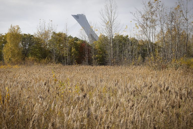 Extension of Assomption-Souligny |  Montreal plans to raze part of the Steinberg woodland