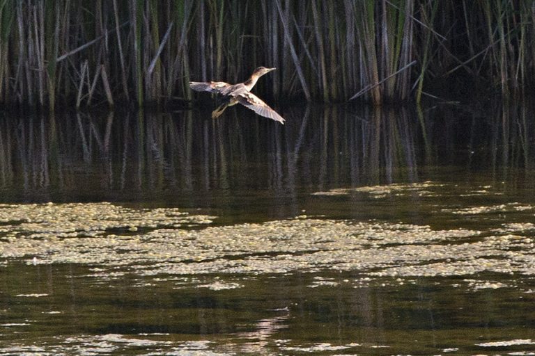 Federal investment |  1.5 million for species at risk in Quebec