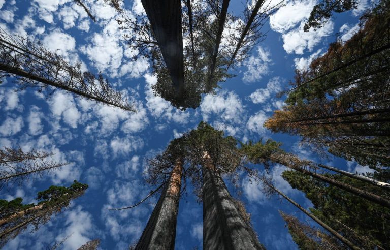 Giant sequoia, threatened carbon absorber in California, proliferates in the United Kingdom