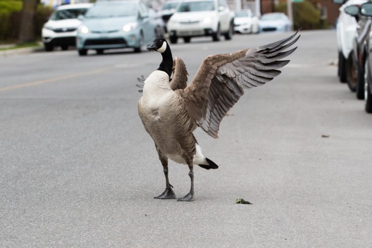 Global warming |  Major changes in sight in the wildlife of North American cities