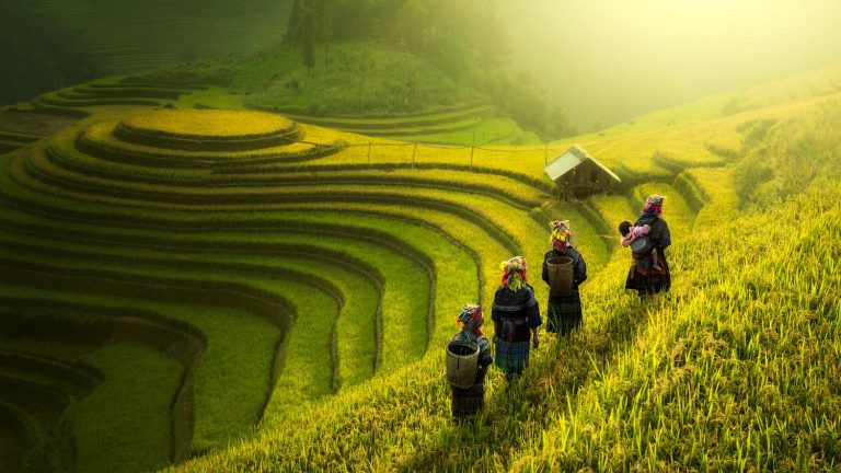 Growing rice would make you more sociable than growing wheat…