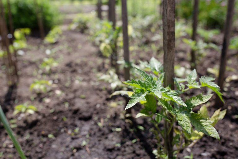 Here is the instant vegetable garden |  The Press