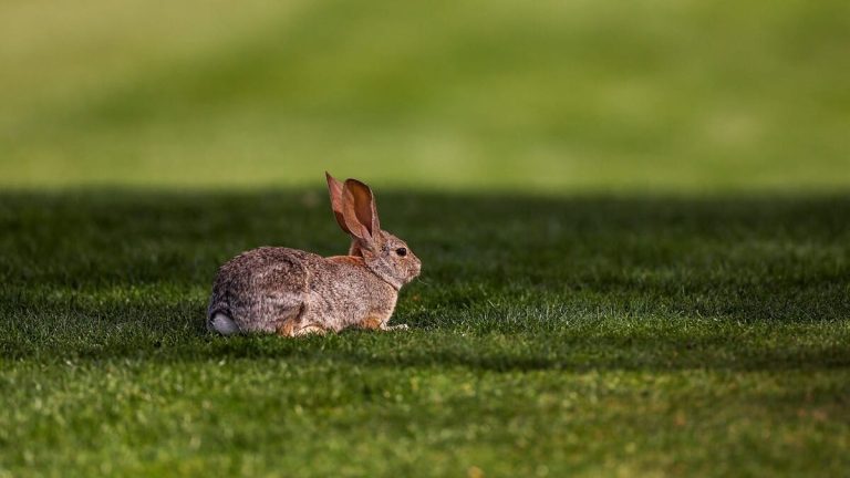 How did we all become a bunch of little bunnies?