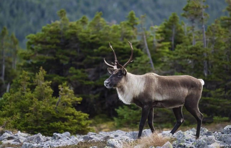 How to save the caribou?  |  The duty