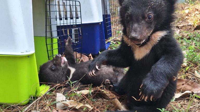 In Laos, sixteen Asian black bears, an endangered species, saved in one day