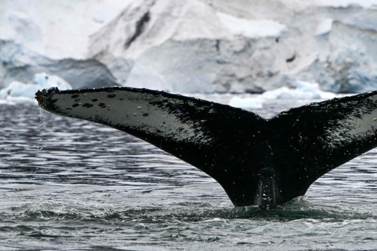 In the footsteps of humpback whales in the icy waters of Antarctica