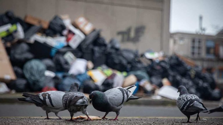 In this municipality, pigeons are killed by wringing their necks