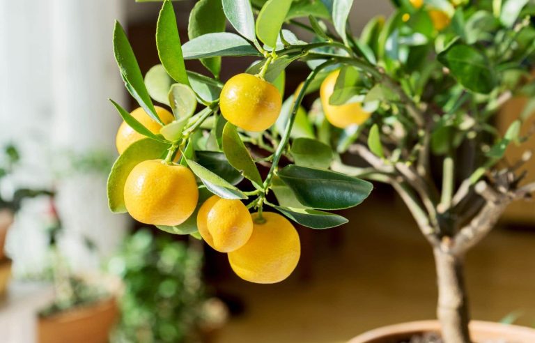 Invite tropical fruit trees into your home