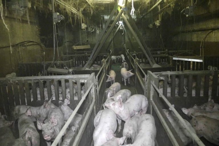 “It’s a deathbed.”  L214 files a complaint against a pig breeder who supplied Leclerc stores.  The brand ends its collaboration with breeding