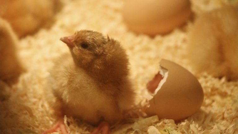 More than 4,000 chicks die in a fire in their henhouse in Drôme