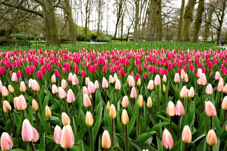 Netherlands |  The largest tulip garden in the world celebrates its 75th anniversary