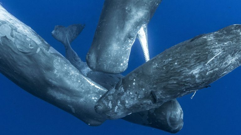 New Zealand’s Maori king launches unprecedented appeal to protect whales