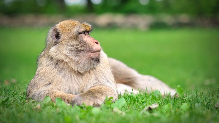 On a stroll in the Lot in the monkey forest