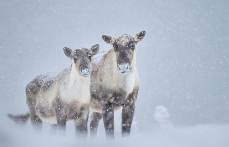 Operation to capture female caribou in Gaspésie