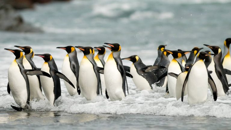 Post office and penguins to watch out for: employees wanted in Antarctica