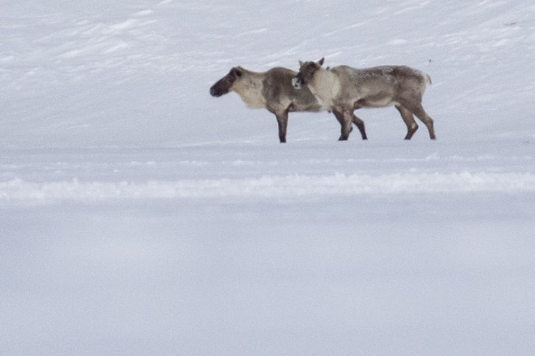 Protection of caribou in Quebec |  “Something will have to happen soon,” says Steven Guilbeault