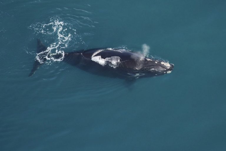 Right whale birth rates already below expectations for the season